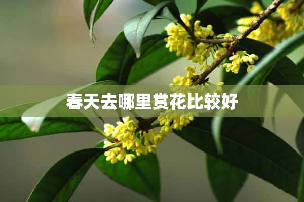 春天去哪里赏花比较好