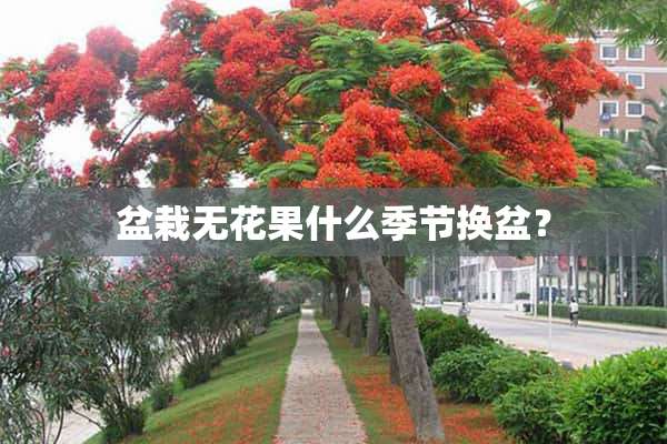 盆栽无花果什么季节换盆？