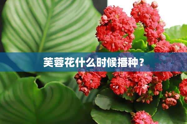 芙蓉花什么时候播种？