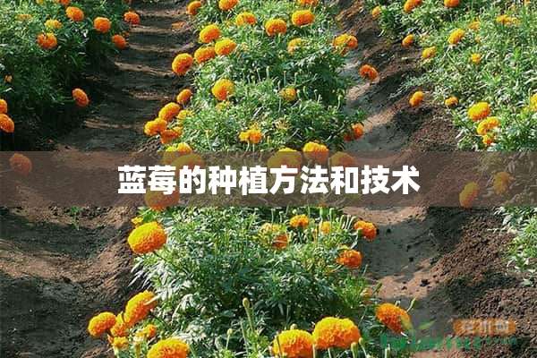 蓝莓的种植方法和技术