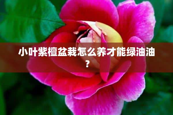 小叶紫檀盆栽怎么养才能绿油油？