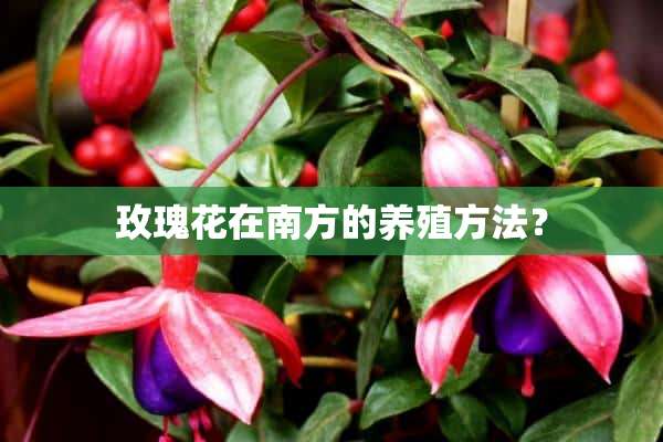 玫瑰花在南方的养殖方法？