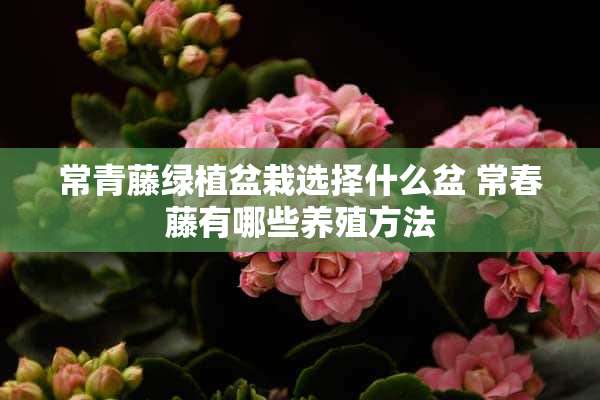 常青藤绿植盆栽选择什么盆 常春藤有哪些养殖方法