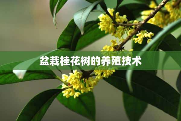 盆栽桂花树的养殖技术