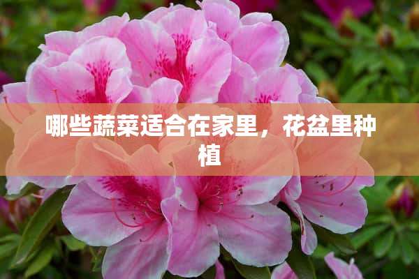 哪些蔬菜适合在家里，花盆里种植