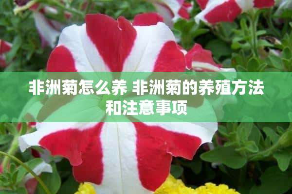 非洲菊怎么养 非洲菊的养殖方法和注意事项