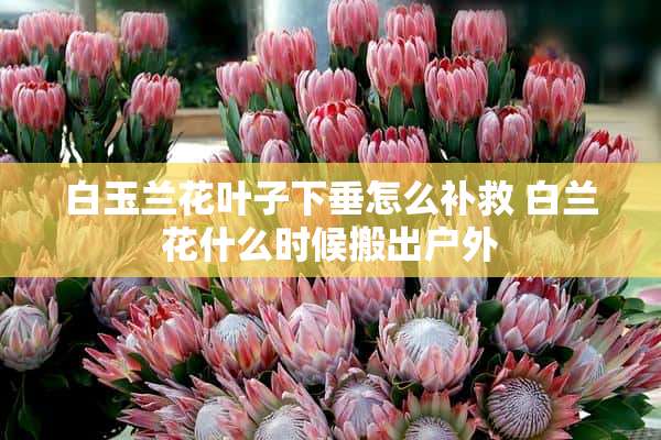 白玉兰花叶子下垂怎么补救 白兰花什么时候搬出户外