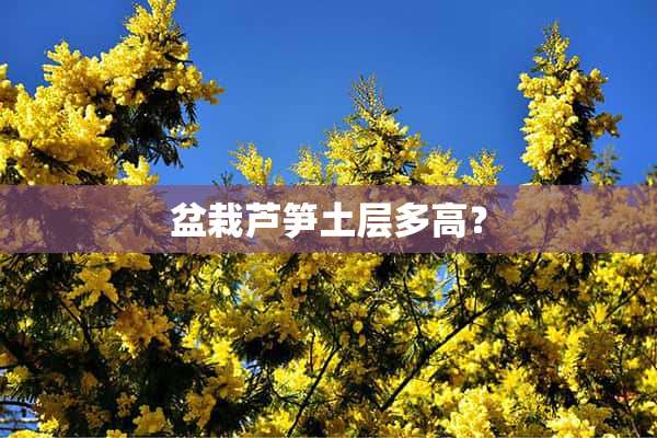 盆栽芦笋土层多高？