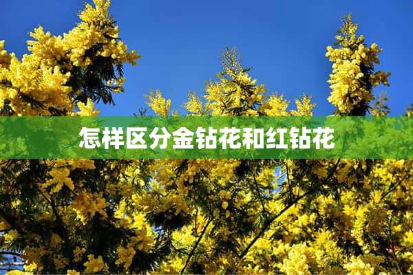 怎样区分金钻花和红钻花