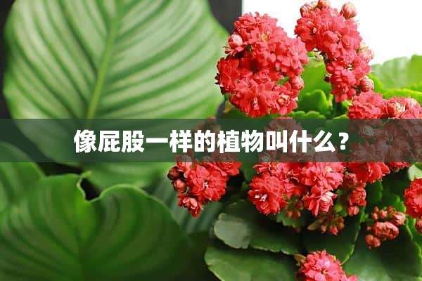 像**一样的植物叫什么？