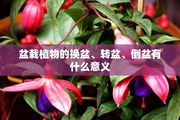 盆栽植物的换盆、转盆、倒盆有什么意义