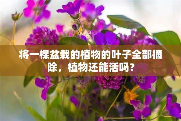 将一棵盆栽的植物的叶子全部摘除，植物还能活吗？