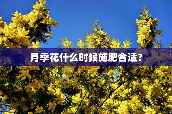 月季花什么时候施肥合适？