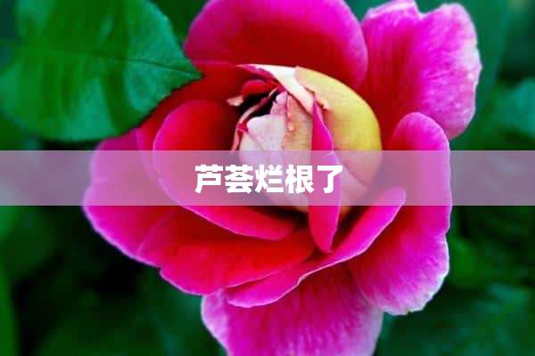 芦荟烂根了