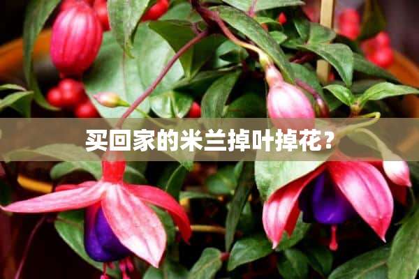 买回家的米兰掉叶掉花？