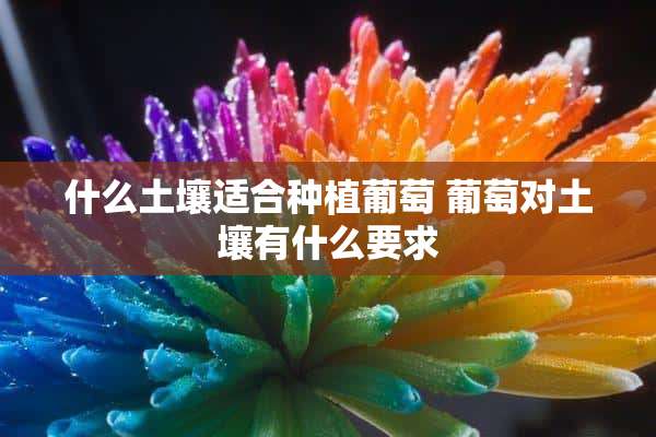 什么土壤适合种植葡萄 葡萄对土壤有什么要求