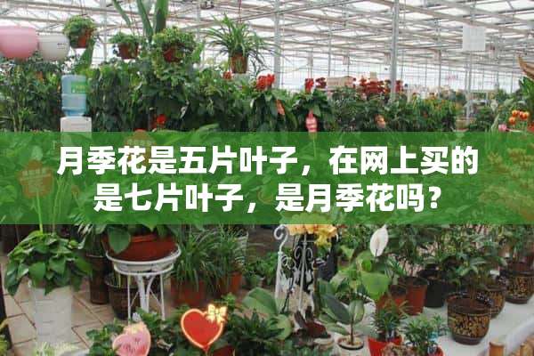 月季花是五片叶子，在网上买的是七片叶子，是月季花吗？