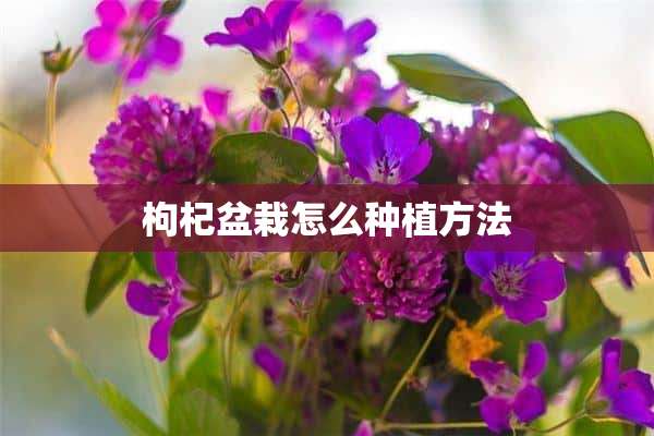 枸杞盆栽怎么种植方法