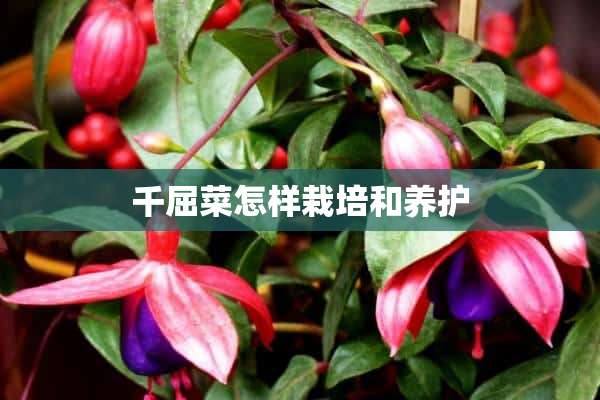 千屈菜怎样栽培和养护