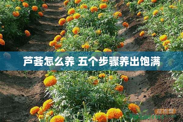 芦荟怎么养 五个步骤养出饱满