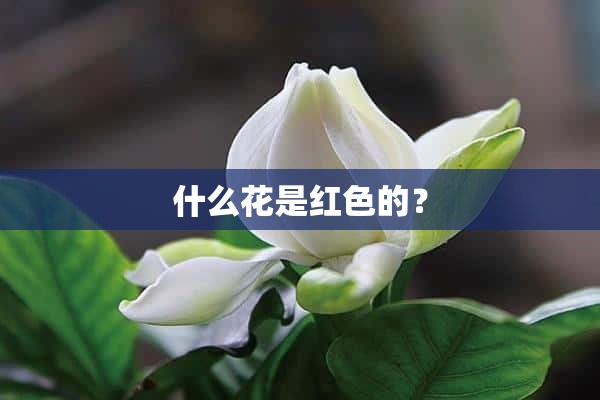 什么花是红色的？