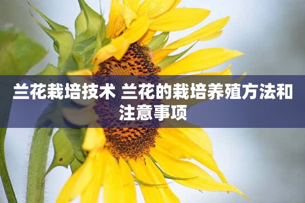 兰花栽培技术 兰花的栽培养殖方法和注意事项