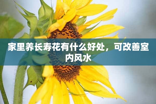 家里养长寿花有什么好处，可改善室内风水