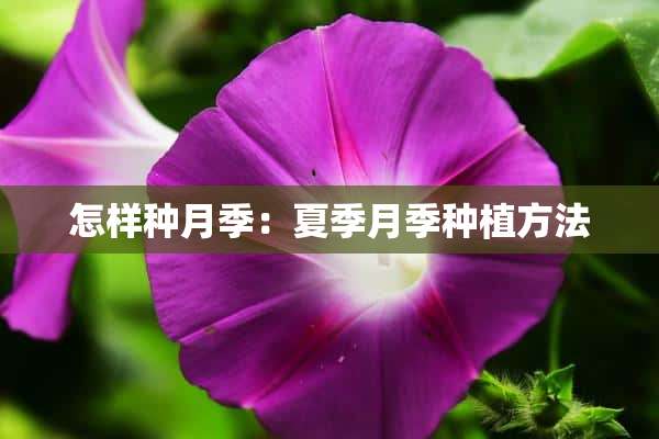 怎样种月季：夏季月季种植方法