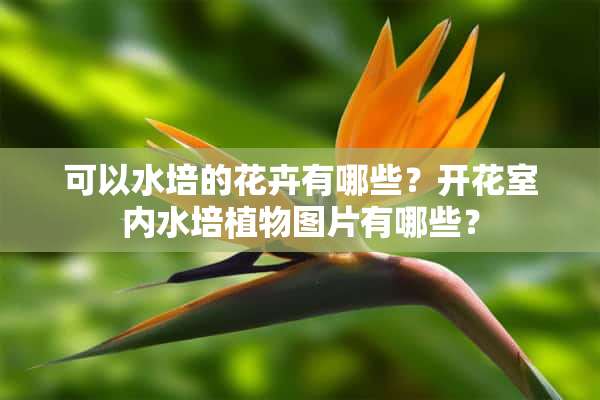 可以水培的花卉有哪些？开花室内水培植物图片有哪些？