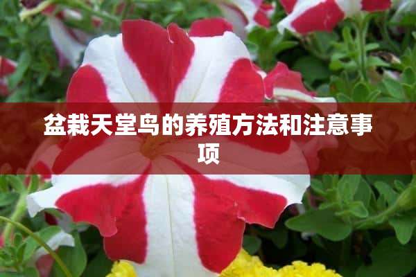 盆栽天堂鸟的养殖方法和注意事项