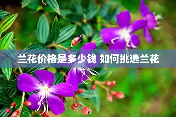 兰花价格是多少钱 如何挑选兰花