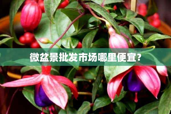 微盆景批发市场哪里便宜？