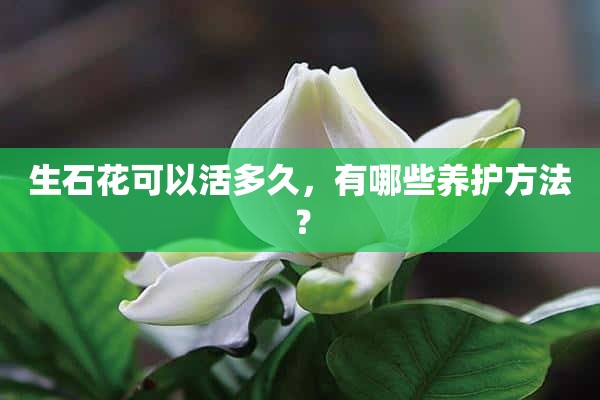 生石花可以活多久，有哪些养护方法？