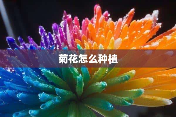 菊花怎么种植