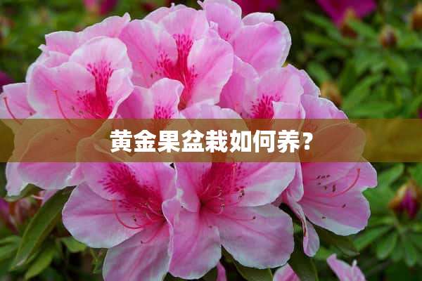 黄金果盆栽如何养？