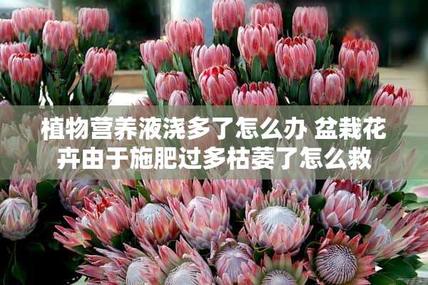 植物营养液浇多了怎么办 盆栽花卉由于施肥过多枯萎了怎么救