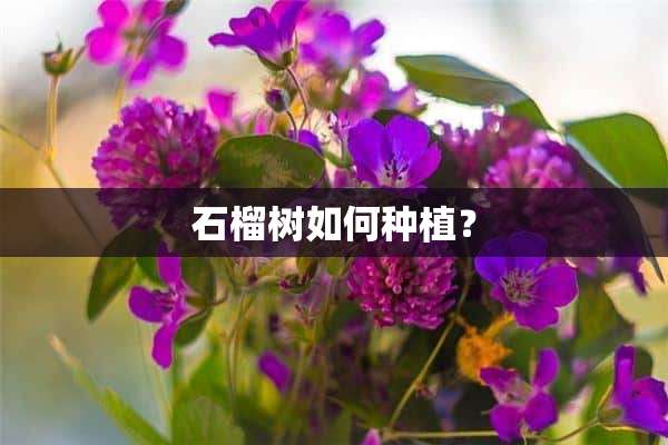 石榴树如何种植？