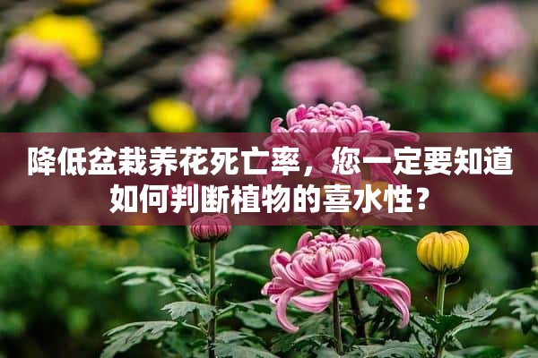 降低盆栽养花死亡率，您一定要知道如何判断植物的喜水性？