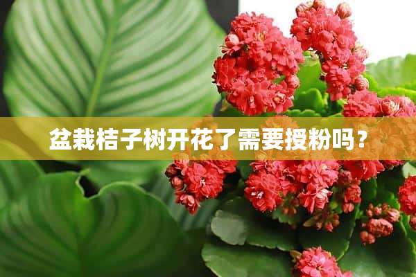 盆栽桔子树开花了需要授粉吗？