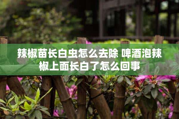 辣椒苗长白虫怎么去除 啤酒泡辣椒上面长白了怎么回事