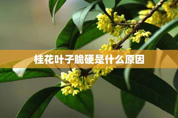 桂花叶子脆硬是什么原因