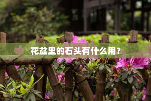 花盆里的石头有什么用？