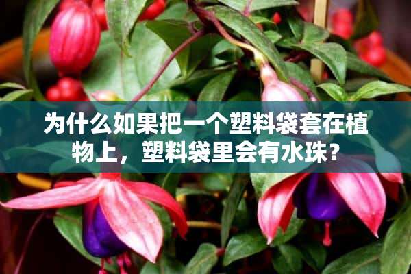 为什么如果把一个塑料袋套在植物上，塑料袋里会有水珠？