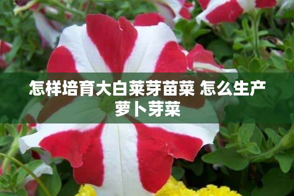 怎样培育大白莱芽苗菜 怎么生产萝卜芽菜