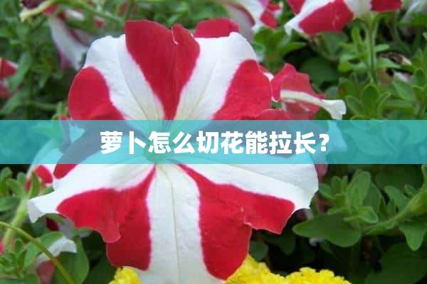 萝卜怎么切花能拉长？