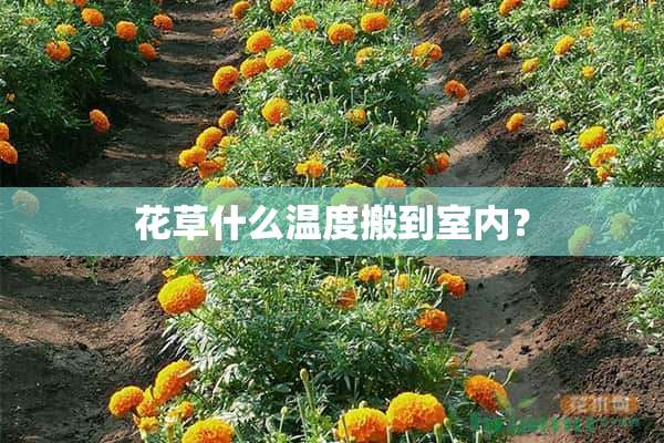 花草什么温度搬到室内？