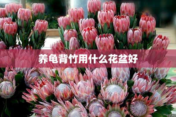 养龟背竹用什么花盆好