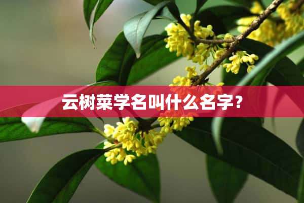 云树菜学名叫什么名字？