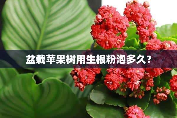 盆栽苹果树用生根粉泡多久？