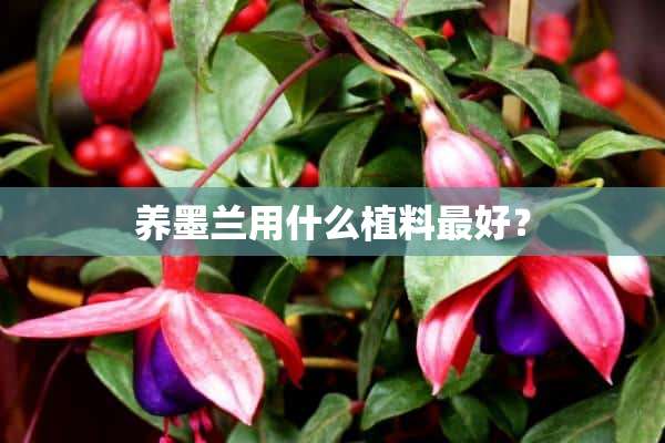 养墨兰用什么植料最好？